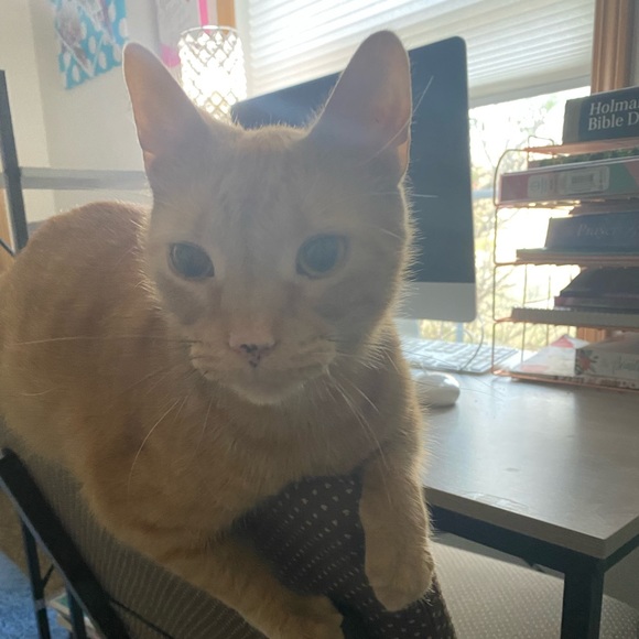 Meet your Posher, Ashley - Picture 2 of 2